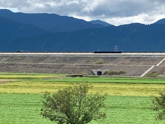 令和6年大野市のソバ生育状況その2