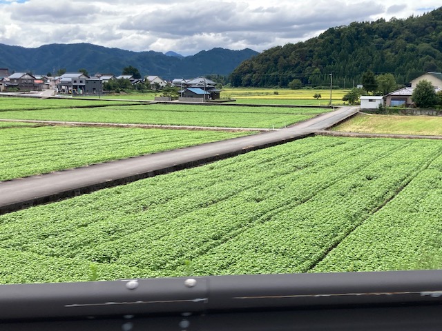 令和6年大野市のソバ生育状況その2